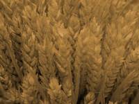 wheat - powerpoint backgrounds