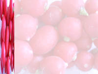 fresh radish - powerpoint backgrounds