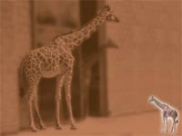 giraffe - powerpoint backgrounds