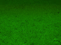 grass - powerpoint backgrounds