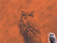 owl - powerpoint backgrounds