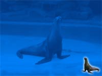 seal - powerpoint backgrounds