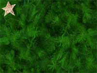 star on the christmas tree - powerpoint backgrounds