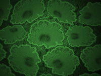 virus cells - powerpoint backgrounds